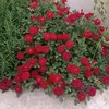 ayman.ltefo
