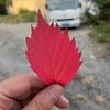 abbasli__777