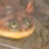 jaatstro