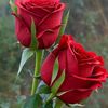 masuma.akter0000