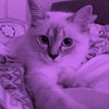 onlylola0