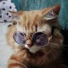 catverro