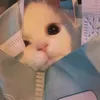 voiucuaanhobanai756