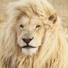 julie.la.lionne4