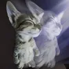 kitt3ufldxgzh