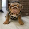 Tank Tatoe