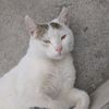 auxi4248