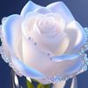 silvia.hernndez498