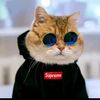 gatotkaca17063