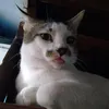mingmeowwie