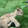 orenonamaeha___513