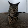 mr_cool_cat101