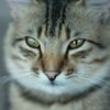 piara.kucing