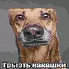 tianochka040
