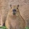 3_capybara_3