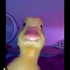 toidongianlaconzit