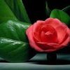maha.alfar