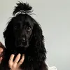 growley1