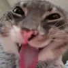 phuongcaysayget