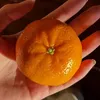 sandodepgiare