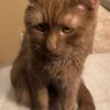 rusty.the.crossed