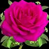 bassam.mohammad19