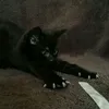 semdvadcat