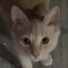 chiquititaylaion