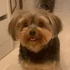 timtim.doguinho