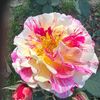 noreen.khan85