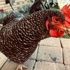 texaspartyfowl