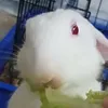 maianh.h84