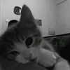 meochamchi11223