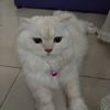 bella24993