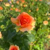 nhansinh79