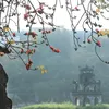 nguyenchau7646