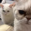 Meowmeow