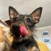 treacletheterrier