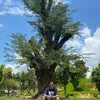 phuc.tran745