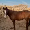 kalsha.shetpe