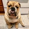 Koko el Bulldog