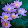 ~~~သု~~