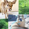 articfox_deer