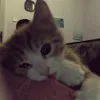 he_wtf