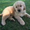 mulberryretrievers
