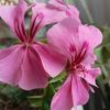 ninfa4664