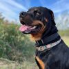 roccos.rottielife