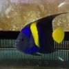 Guangdong Joy Fish Aquarium