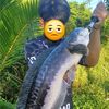 napat_.r15