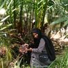 4_rini